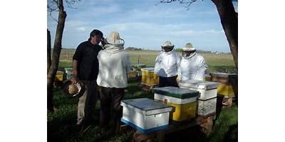 Apicultor chileno trabajando con abejas en el campo