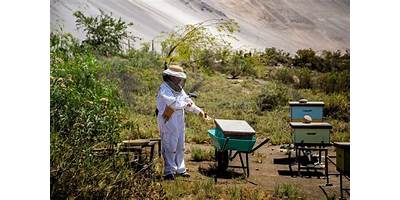 Campo chileno con colmenas tradicionales