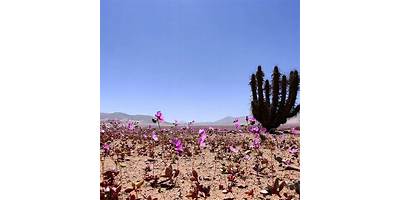 Región de Atacama