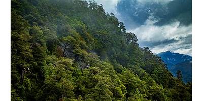 El Bosque