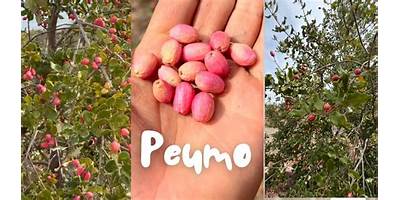 Peumo