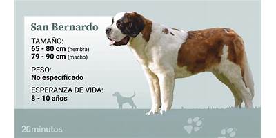 San Bernardo