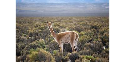 Vicuña